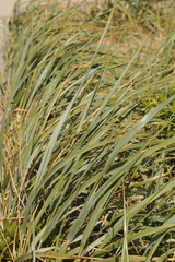 Leymus arenarius