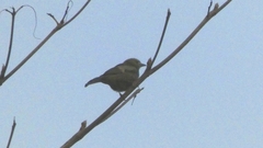 Thraupis palmarum