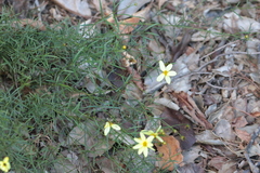 Coreopsis verticillata