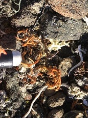 Sphaerophorus globosus