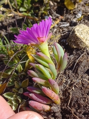 Lampranthus ceriseus