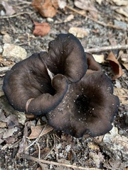 Craterellus