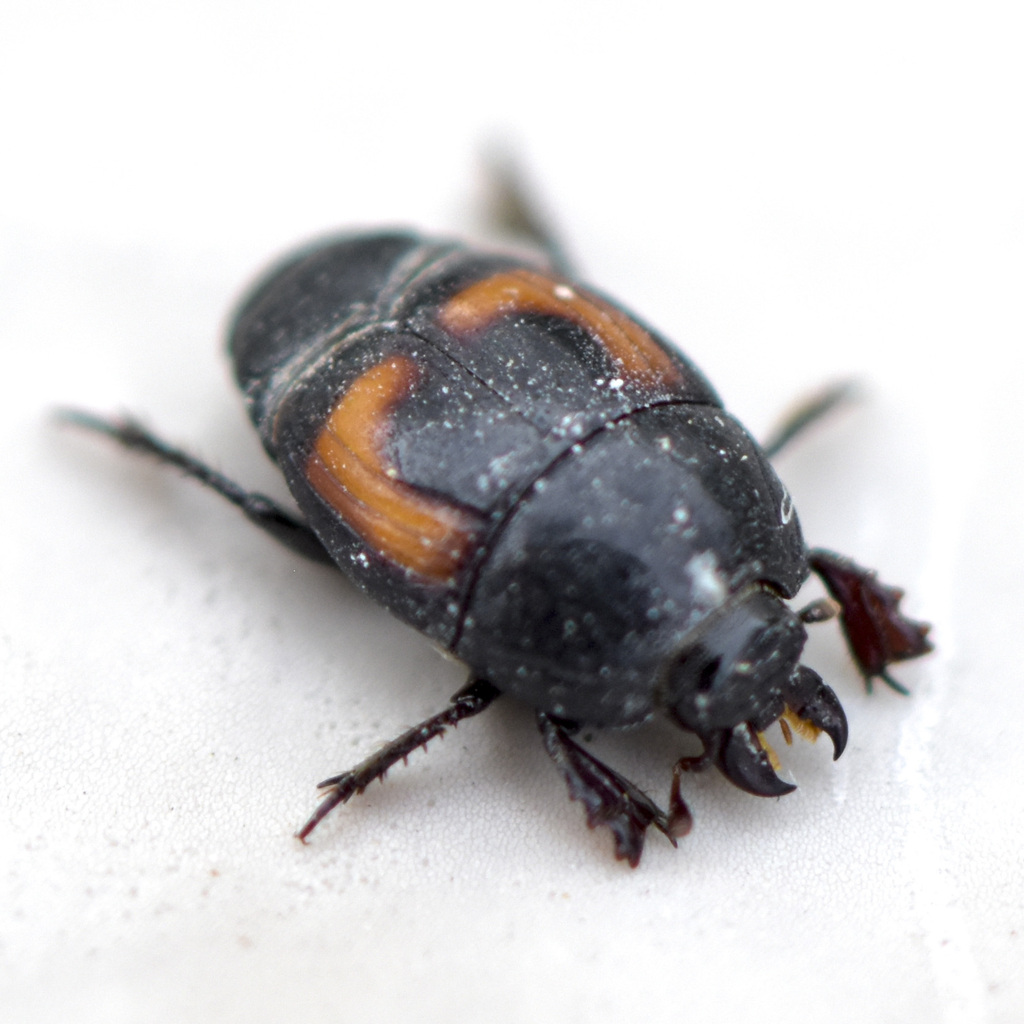 Hister lucanus
