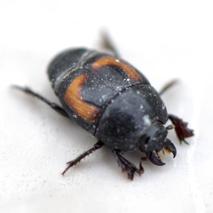 Hister lucanus
