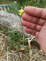 Diplotaxis tenuifolia