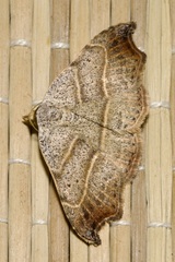 Laspeyria flexula