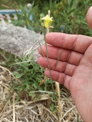 Diplotaxis tenuifolia