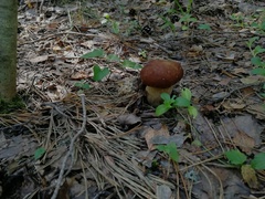 Boletus reticulatus