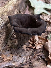 Craterellus