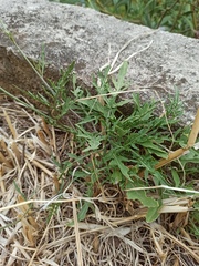 Diplotaxis tenuifolia