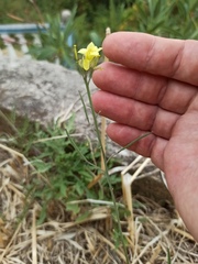 Diplotaxis tenuifolia