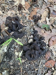 Craterellus