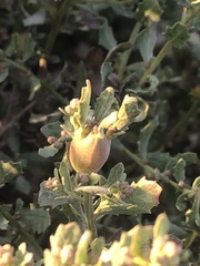 Gnorimoschema baccharisella