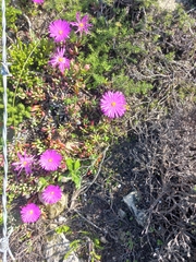 Lampranthus ceriseus
