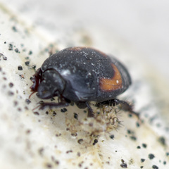 Hister lucanus