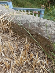 Diplotaxis tenuifolia