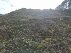 Gleichenia