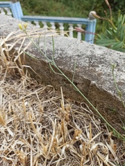 Diplotaxis tenuifolia