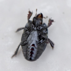 Hister lucanus