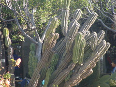 Cactaceae