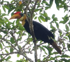 Rhabdotorrhinus corrugatus