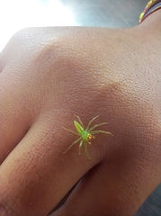 Lyssomanes viridis