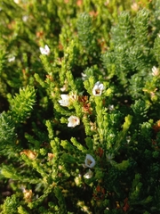 Diosma
