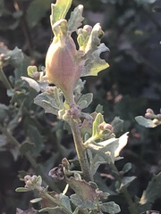 Gnorimoschema baccharisella