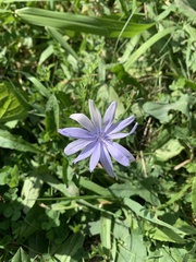 Cichorium endivia