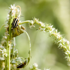 Disonycha glabrata