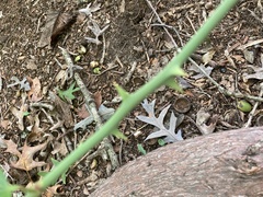 Smilax