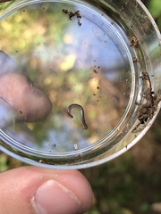 Cylindroiulus caeruleocinctus