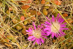 Disphyma crassifolium