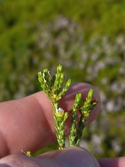 Diosma