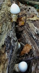 Volvariella bombycina