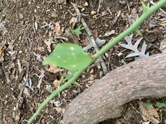 Smilax