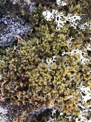 Hedwigia ciliata