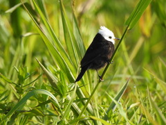 Arundinicola leucocephala