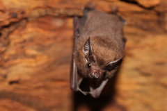 Emballonuridae