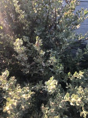 Gnorimoschema baccharisella