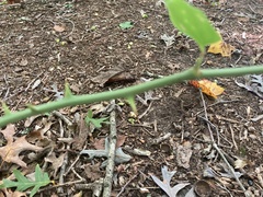 Smilax