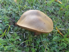 Suillellus queletii