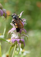 Pygodasis quadrimaculata