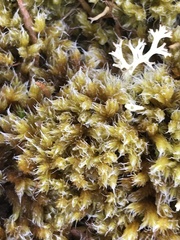 Hedwigia ciliata