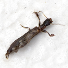 Oligotoma nigra