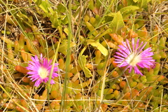 Disphyma crassifolium