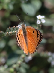 Colotis fausta