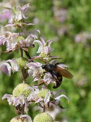 Pygodasis quadrimaculata