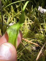 Ophioglossum pusillum