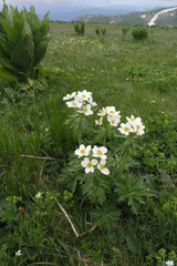 Anemonastrum fasciculatum